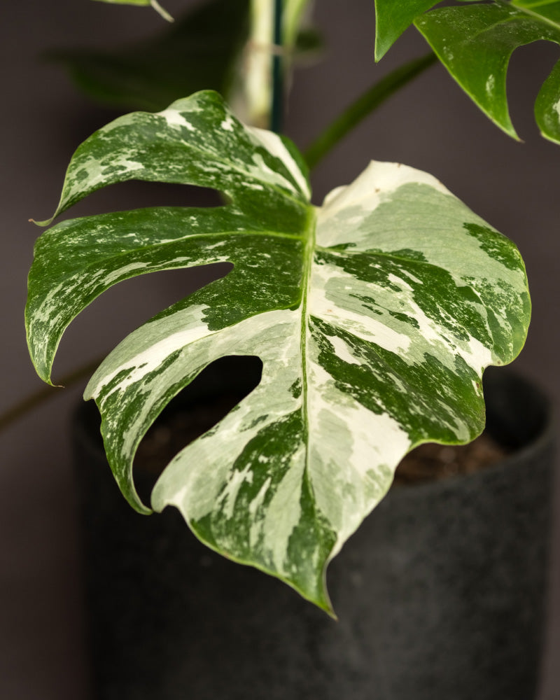 Eine Nahaufnahme eines Blattes der Monstera deliciosa variegata zeigt seine auffällige Mischung aus grünen und cremefarbenen Abschnitten. Die weiß panaschierten Blätter weisen charakteristische gespaltene Lappen und Fensterungen auf. Diese seltene Rarität befindet sich in einem dunklen, strukturierten Topf vor einem neutralen Hintergrund.