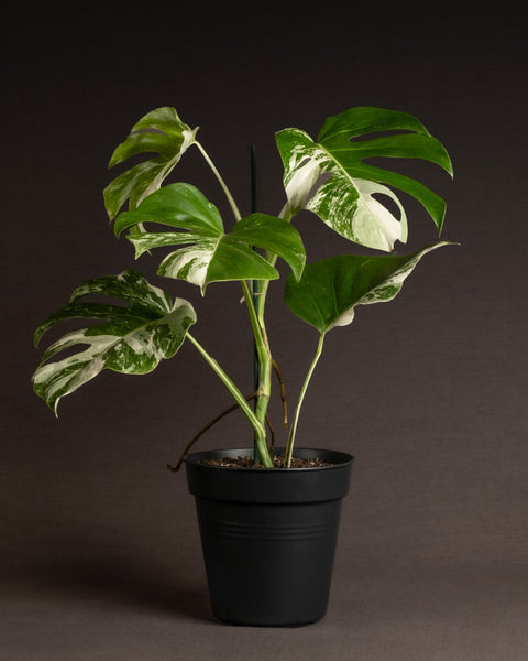 Eine eingetopfte Monstera deliciosa variegata mit großen weiß panaschierten Blättern in einem schwarzen Topf vor dunklem Hintergrund. Diese atemberaubende Monstera deliciosa variegata ist wirklich eine Rarität.