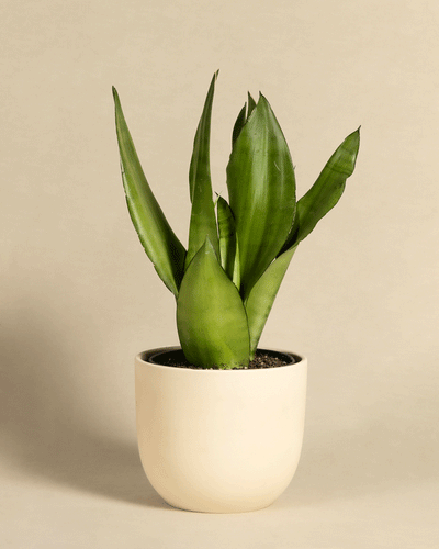 Eine leuchtende Moonshine Sansevieria, auch Schwiegermutterzunge genannt, steht in einem runden, hellbeigen Keramiktopf vor einem schlichten beigen Hintergrund. Die Pflanze hat hohe, aufrechte Blätter mit spitzen Enden und glatten Rändern.