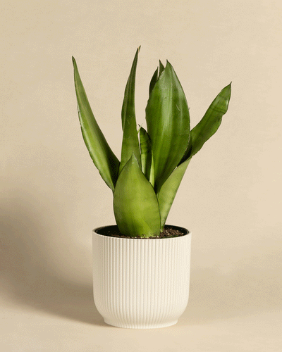 Eine große, grüne Moonshine-Bogenhanfpflanze mit langen, spitzen Blättern ist in einem weißen, vertikal gerippten Keramiktopf gepflanzt. Der Hintergrund ist schlicht und beige und hebt das kräftige Grün hervor.