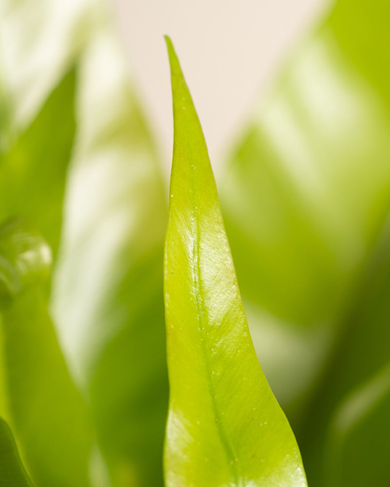 Nahaufnahme eines hellgrünen Nestfarnblattes mit glatter, glänzender Oberfläche. Im Hintergrund sind weitere, leicht verschwommene grüne Blätter zu sehen, die ein Gefühl von Tiefe und Üppigkeit vermitteln. Die sanfte Beleuchtung unterstreicht das frische, gesunde Aussehen des Nestfarns.