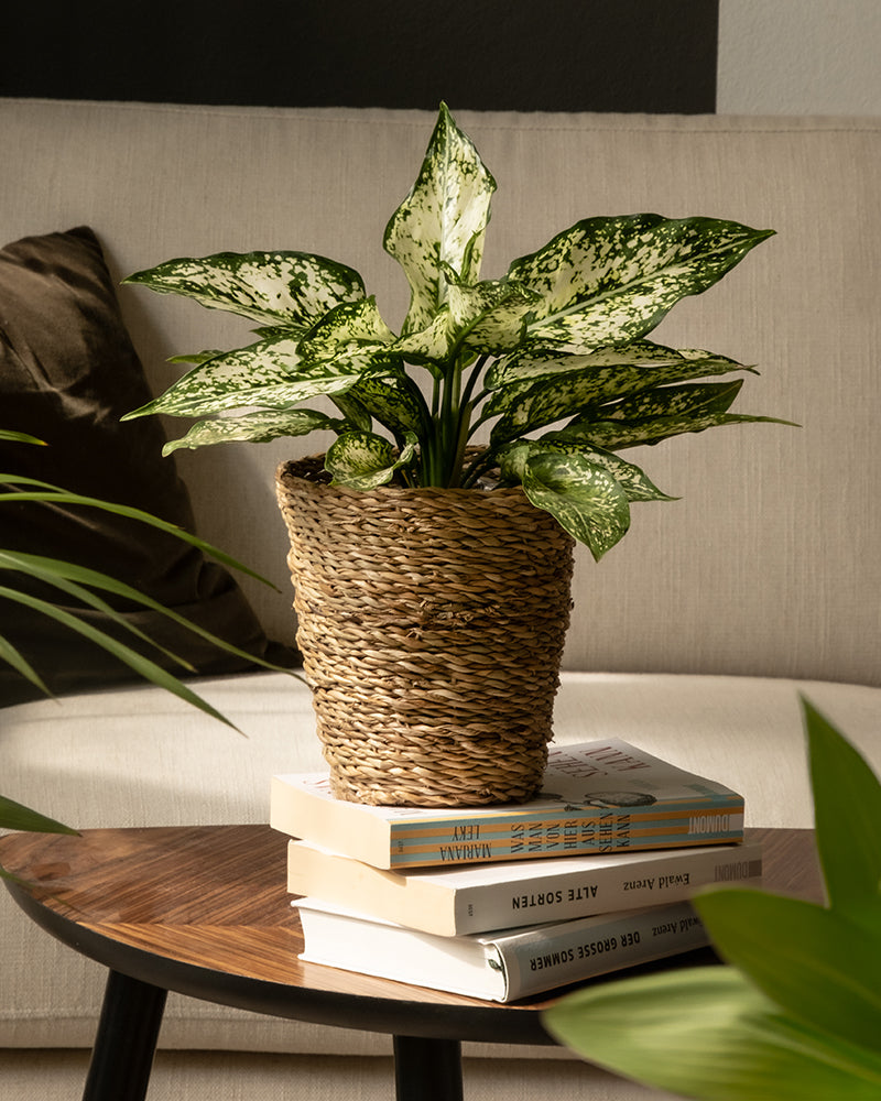 Eine grüne Zimmerpflanze mit bunten Blättern in einem Pflanzenkorb aus Seegras (Kesat | 16 cm ⌀) sitzt auf einem Stapel Bücher auf einem runden Holztisch. Im Hintergrund steht eine beige Couch mit einem braunen Kissen, die eine sommerliche Oase schafft. Im Vordergrund ist eine weitere grüne Pflanze teilweise sichtbar.