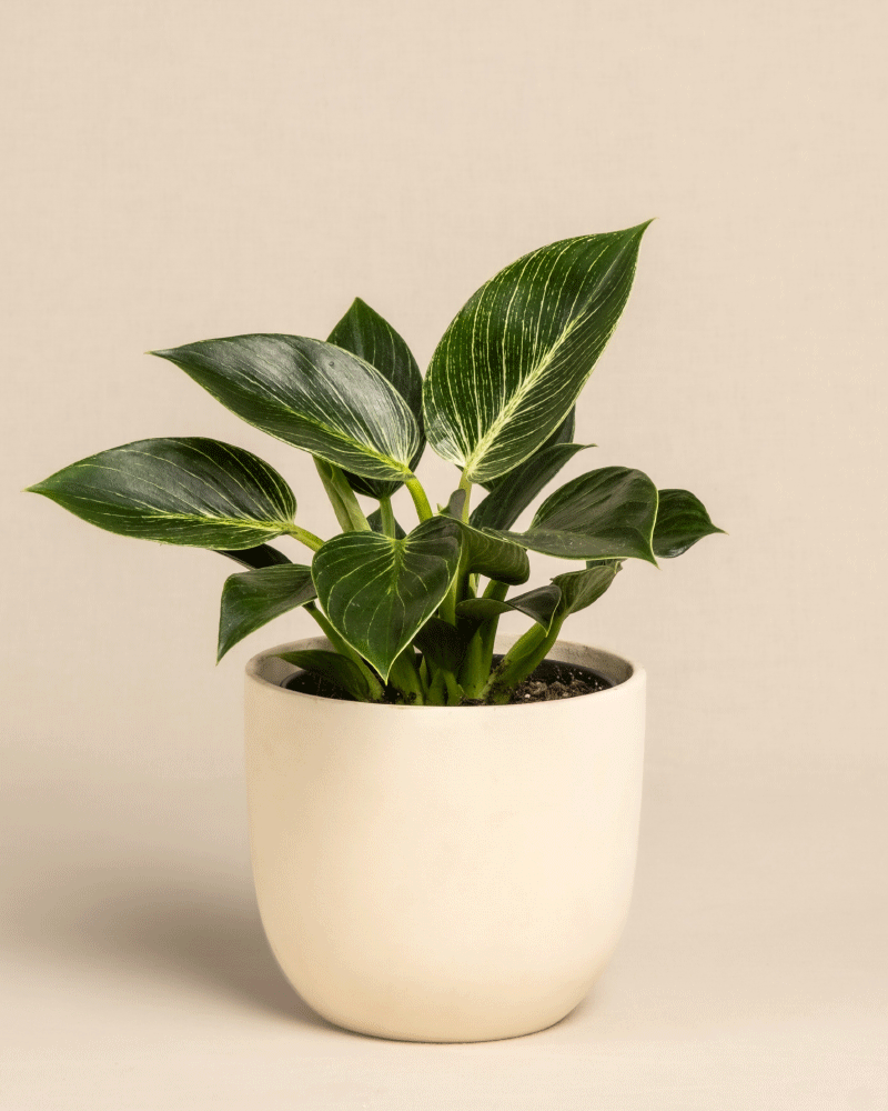 Grüner Philodendron Birkin „White Measure“ im Topf mit bunten Blättern und auffälligen weißen Streifen, in einem einfachen beigen Keramiktopf vor einem schlichten beigen Hintergrund.