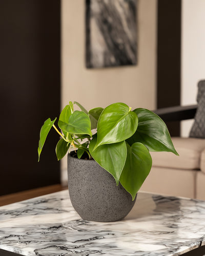 Ein grüner Philodendron scandens in einem grauen Topf steht auf einem Couchtisch aus Marmor. Im Hintergrund sind Teile eines beigen Sofas und ein verschwommenes schwarz-weißes Wandbild zu sehen. Die Umgebung scheint ein modernes, minimalistisches Wohnzimmer zu sein, das durch diese stilvolle und pflegeleichte Ergänzung aufgewertet wird.