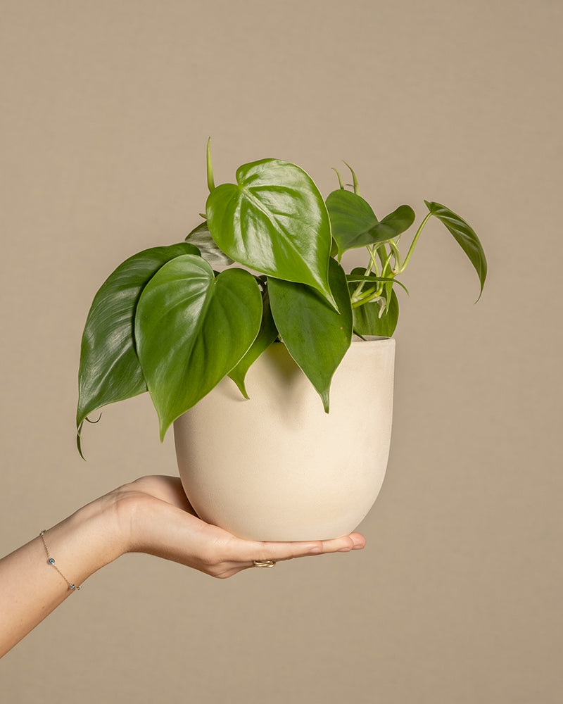 Eine Hand hält vorsichtig einen kleinen cremefarbenen Topf mit einem leuchtend grünen Philodendron scandens. Der Hintergrund ist in neutralem Beige gehalten, wodurch das üppige Blattwerk hervorsticht. Dieser pflegeleichte Philodendron scandens verleiht mit seiner idealen Pflanzenhöhe jedem Raum Charme und Eleganz.