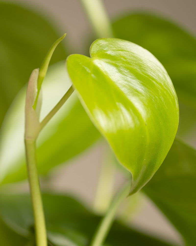 Nahaufnahme eines leuchtend grünen Philodendron scandens-Blattes, das seine glänzende Textur und glatte Oberfläche zeigt. Das Blatt wird von anderen in verschiedenen Grüntönen begleitet, die vor einem weichen, verschwommenen Hintergrund stehen. Diese pflegeleichte Pflanze verleiht Ihrem Zuhause in jeder Höhe üppige Schönheit.