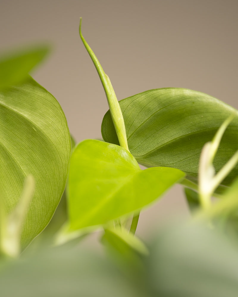 Nahaufnahme eines herzförmigen grünen Blattes vom Philodendron scandens. Das Blatt ist scharf abgebildet und weist einen hellgrünen Farbton, eine glatte Textur und markante Adern auf. Im Hintergrund sind weitere verschwommene Blätter zu sehen, die dem Bild Tiefe verleihen und diese pflegeleichte Schönheit hervorheben.