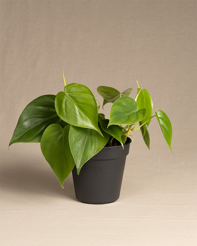 Ein Philodendron scandens mit leuchtend grünen, herzförmigen Blättern in einem kleinen schwarzen Plastiktopf. Diese pflegeleichte Pflanze wird vor einem schlichten, neutralen Hintergrund platziert.