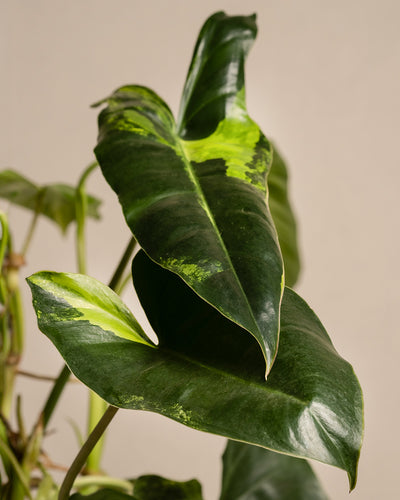 Nahaufnahme eines leuchtend grünen Philodendron burle marx variegata, einer echten Rarität mit großen, glänzenden Blättern, die mit hellgrüner Panaschierung verziert sind. Die länglichen, spitzen Blattformen und die glatte Textur fallen vor einem schlichten beigen Hintergrund auf.