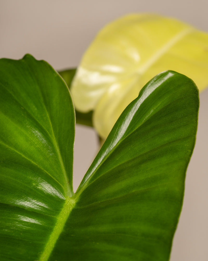 Nahaufnahme von zwei Blättern des Philodendron burle marx variegata, eines zeigt im Vordergrund einen kräftigen Grünton, während das andere einen weicheren, gelbstichigen Hintergrund bietet. Die Textur und Adern dieser markanten Raritätsblätter stechen deutlich hervor und betonen ihre kontrastierenden Töne und Schattierungen.