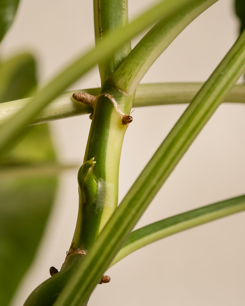 Die Nahaufnahme des Philodendron burle marx variegata zeigt einen grünen Pflanzenstamm mit Knoten und verzweigten kleineren Stängeln und hebt die komplexe Textur dieser botanischen Rarität vor einem weichen, neutralen Hintergrund hervor.