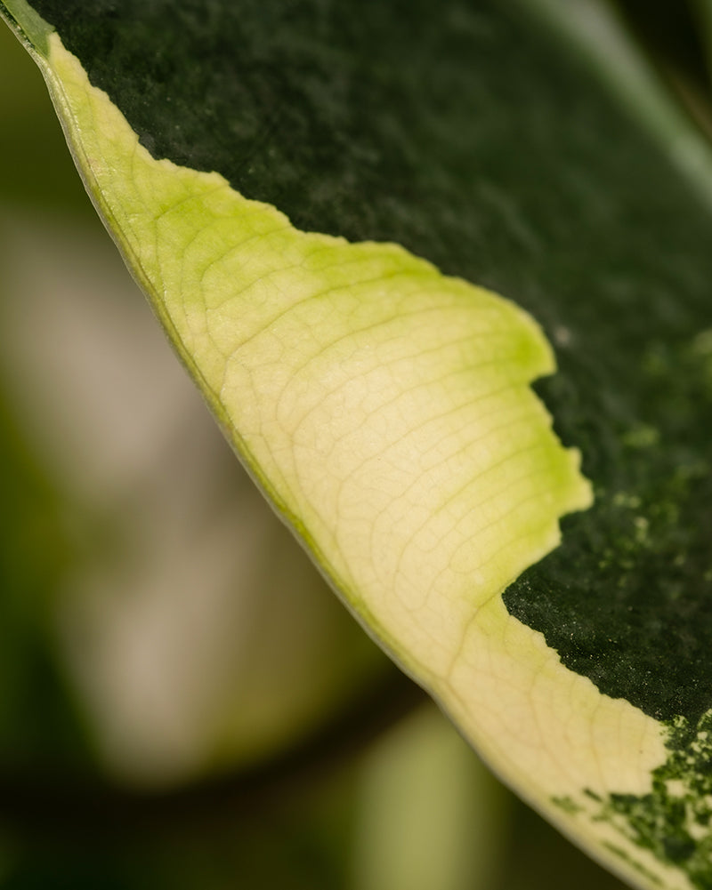 Nahaufnahme des Philodendron burle marx variegata, einer Rarität, deren Blatt eine auffällige Mischung aus dunkelgrünen, hellgrünen und cremeweißen Farbtönen aufweist. Das Blatt weist zarte Adern und eine glatte Textur auf, die ein kompliziertes natürliches Muster bilden.