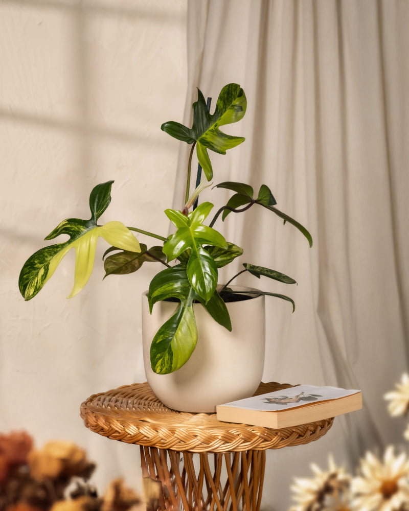 Ein Philodendron „Florida Beauty“ mit glänzend grünen Blättern steht auf einem Korbtisch neben einem geschlossenen botanischen Bildband. Weiches Licht durch beige Vorhänge sorgt für einen sanften Schein, während verschwommene getrocknete Blumen im Vordergrund die Ruhe der Szene verstärken.