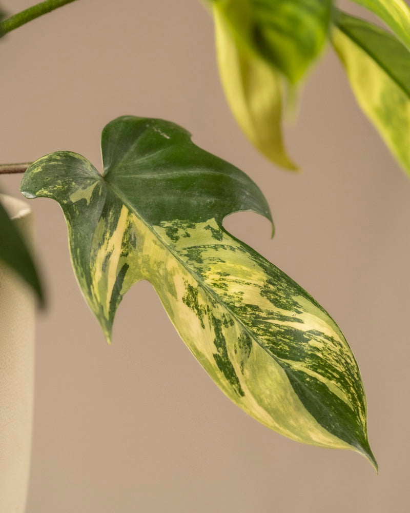 Ein Philodendron-Blatt „Florida Beauty“ weist mit seiner glatten Textur und den ausgeprägten Lappen Grün- und Cremetöne auf und erzeugt ein elegantes Muster. Der sanft verschwommene Hintergrund hebt die komplizierten Details seiner Panaschierung hervor.