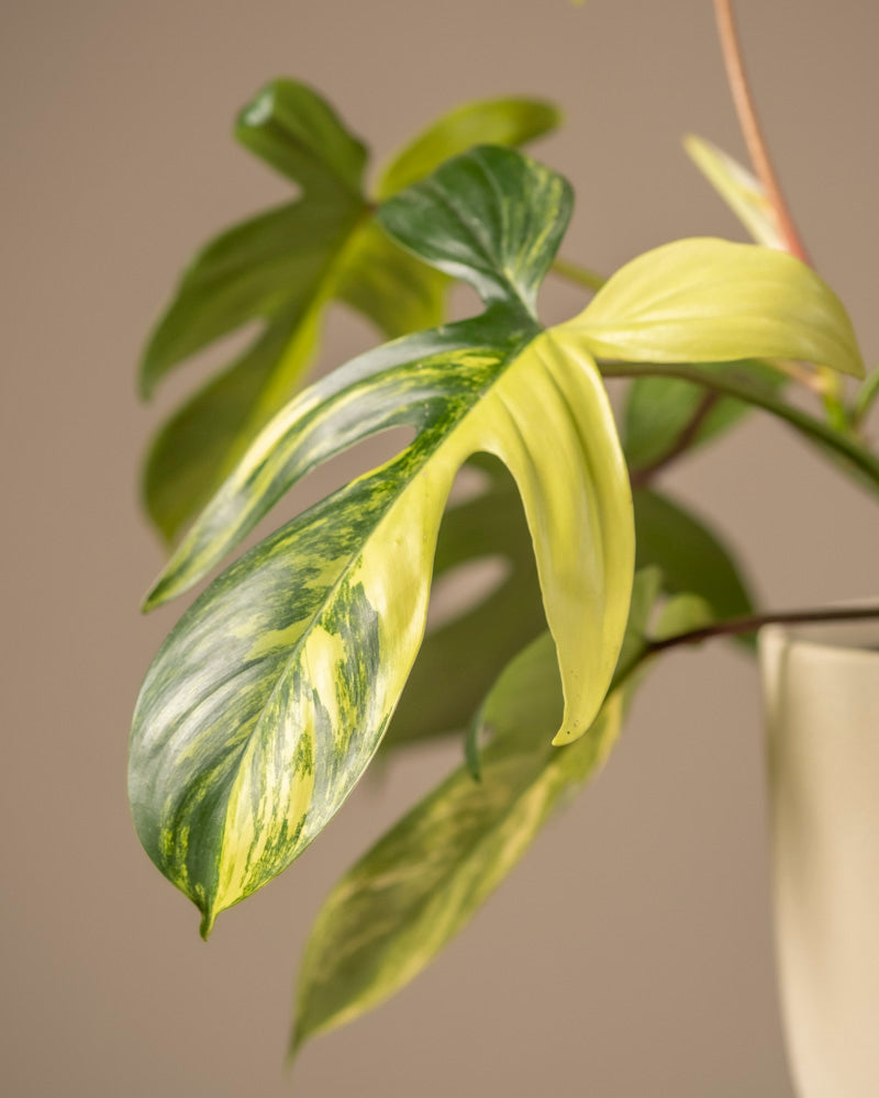 Eine Nahaufnahme des Philodendron „Florida Beauty“ hebt seine länglichen, glatten, glänzenden Blätter mit atemberaubender grüner und gelber Panaschierung vor einem weichen Hintergrund hervor; unten rechts ist der Topf zu sehen.