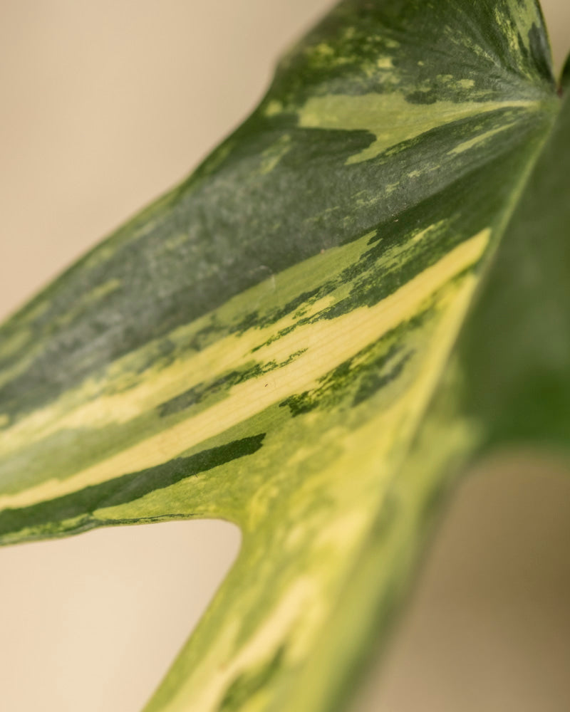 Eine Nahaufnahme des Philodendron-Blattes „Florida Beauty“ zeigt sein buntes gelbes und hellgrünes Muster mit glatter Textur und natürlicher Panaschierung. Der weiche, verschwommene beige Hintergrund macht es ideal für Pflanzenpflege-Enthusiasten.