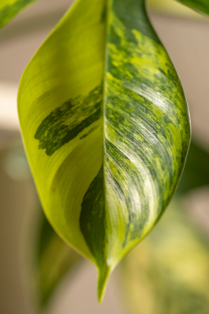 Eine Nahaufnahme eines Philodendron-Blattes 'Florida Beauty' hebt seine Panaschierung hervor, die einen Farbverlauf von Hell- zu Dunkelgrün aufweist. Die glänzende Textur und die spitze Spitze bilden einen eleganten Kontrast zum sanft verschwommenen Hintergrund.