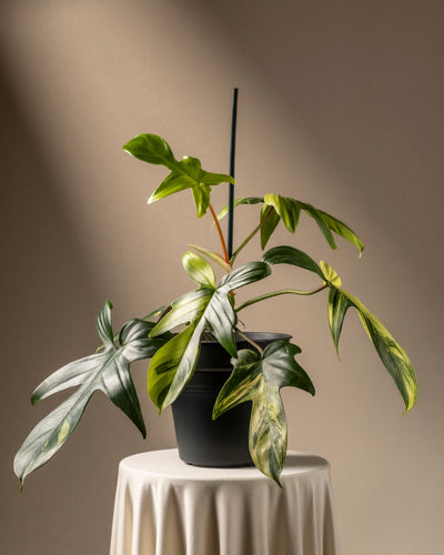 Ein Philodendron 'Florida Beauty' mit bunten Blättern steht auf einem runden Tisch, der mit weißem Tuch bedeckt ist und von einem schwarzen Pfahl gestützt wird. Mit sanfter, warmer Beleuchtung und neutralem Hintergrund ist er ein Beispiel für sorgfältige Pflanzenpflege.