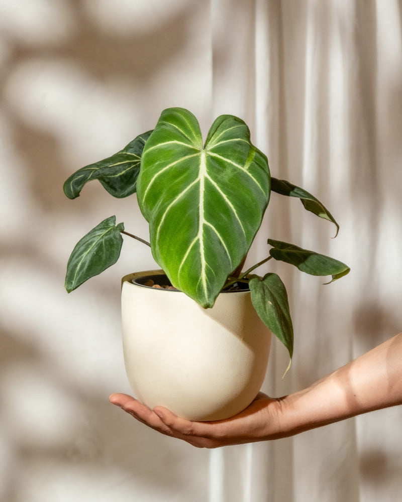 Eine Hand hält einen Hydro • Philodendron gloriosum, einen weißen Keramiktopf mit einer blühenden grünen Pflanze, die große herzförmige Blätter mit markanten Adern zeigt. Der subtil verschwommene Hintergrund hebt den Philodendron gloriosum wunderschön hervor.