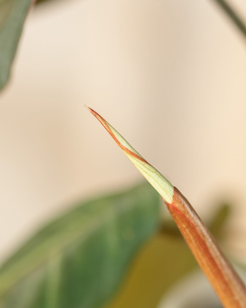 Nahaufnahme einer jungen Blattknospe am Stamm einer Hydro-Philodendron gloriosum-Pflanze. Die Knospe ist überwiegend hellgrün mit einem Hauch von Rot an der Spitze und zeigt feine Linien und Texturen des sich entfaltenden Blattes. Im Hintergrund sind leicht verschwommene grüne und braune Blätter zu sehen.