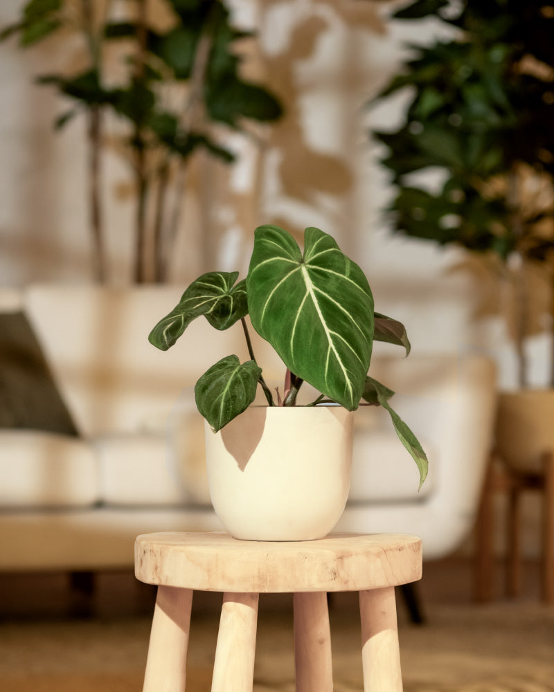 Ein Hydro • Philodendron gloriosum mit großen, herzförmigen grünen Blättern steht elegant auf einem Holzhocker. Der sanft beleuchtete Hintergrund hebt ein verschwommenes weißes Sofa und andere Grünpflanzen hervor und schafft so eine ruhige Raumatmosphäre.