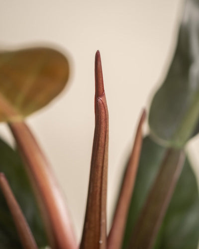 Detailaufnahme Philodendron 'Imperial Red'