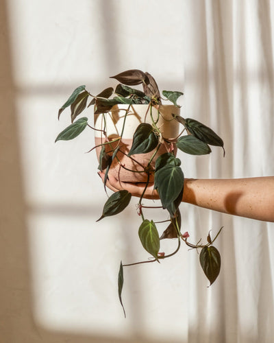 Eine Hand hält einen Hydro • Philodendron micans mit herabhängenden, dunkelgrünen und burgunderfarbenen samtigen Blättern, vor einem hellen, sonnenbeschienenen Hintergrund mit durchsichtigen Vorhängen.