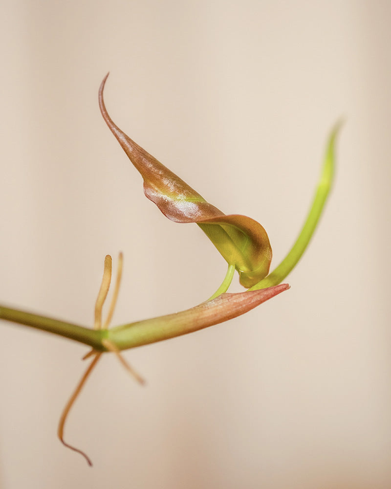 Nahaufnahme einer grünen Rebe mit zarten, dünnen Spiralranken und einem neuen, bronzefarbenen Blatt, das sich entfaltet. Der Hydro • Philodendron micans zeigt seine samtigen Blätter auf diesem Bild mit sanfter, natürlicher Beleuchtung und einem schlichten, unscharfen Hintergrund.