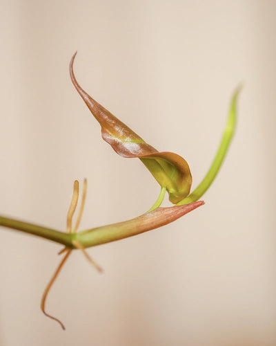 Nahaufnahme einer grünen Rebe mit zarten, dünnen Spiralranken und einem neuen, bronzefarbenen Blatt, das sich entfaltet. Der Hydro • Philodendron micans zeigt seine samtigen Blätter auf diesem Bild mit sanfter, natürlicher Beleuchtung und einem schlichten, unscharfen Hintergrund.