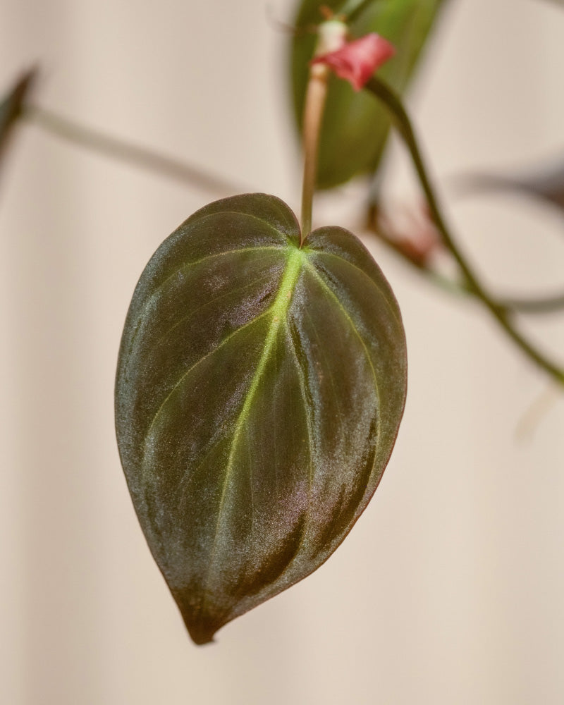 Eine Nahaufnahme eines einzelnen herzförmigen Blattes des Hydro® Philodendron micans, das seinen dunkelgrünen, fast bräunlichen Farbton zeigt. Die glänzende Oberfläche des Blattes weist in der Mitte deutlich helle Adern auf, während der sanft verschwommene Hintergrund die komplizierten Details und die pflegeleichte Beschaffenheit des Blattes hervorhebt.