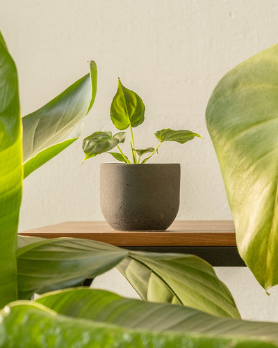 Eine eingetopfte Philodendron verrucosum Babypflanze steht auf einem Holztisch, umgeben von großen grünen Blättern anderer Pflanzen. Der Topf ist schlicht, glatt, dunkelgrau und der Hintergrund ist eine neutrale, strukturierte Wand, was eine ruhige Umgebung schafft, die ideal für die Pflanzenpflege und die Aufrechterhaltung der richtigen Luftfeuchtigkeit ist.