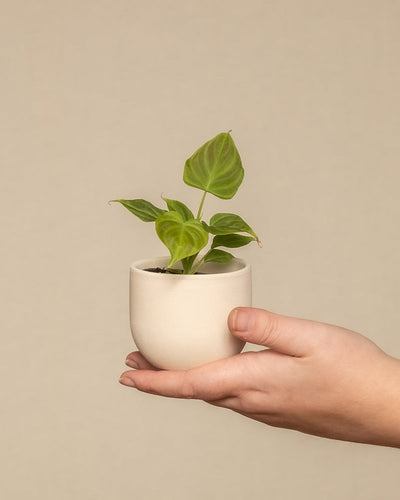 Eine Hand hält einen kleinen beigen Topf mit einer grünblättrigen Philodendron verrucosum Babypflanze vor einem schlichten, neutralen Hintergrund. Die Pflanze hat mehrere große, herzförmige Blätter und gedeiht bei richtiger Pflanzenpflege und Luftfeuchtigkeit prächtig.