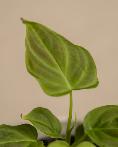 Nahaufnahme eines grünen, herzförmigen Blattes der Babypflanze Philodendron verrucosum mit sichtbaren Adern und glatter Textur auf hellbeigem Hintergrund. Das Blatt ist an einem dünnen Stiel befestigt, an dessen Basis kleinere Blätter sichtbar sind, was auf fachmännische Pflanzenpflege und ideale Luftfeuchtigkeitsbedingungen hinweist.