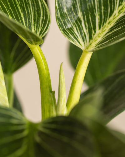 Nahaufnahme eines Philodendron Birkin „White Measure“ mit länglichen Blättern mit weißen Streifen. Der Fokus liegt auf dem frischen Mittelstamm, dessen neues Wachstum zwischen den breiteren Blättern hervorgehoben wird. Der Hintergrund ist unscharf und betont die Details der Pflanze.