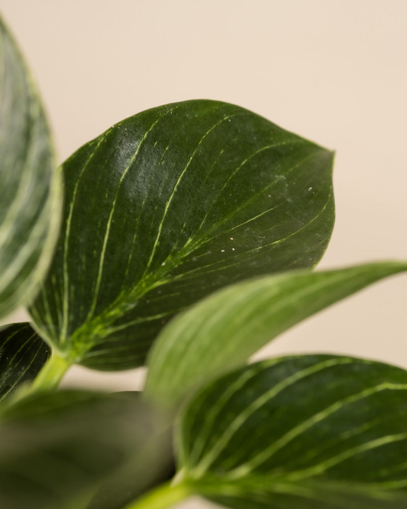 Nahaufnahme eines Philodendron Birkin „White Measure“ mit dunkelgrünen, länglichen Blättern. Die glänzenden Blätter haben hellgrüne Adern, die eine elegante Note verleihen. Der Hintergrund ist in einem gedämpften, hellbeigen Farbton gehalten.