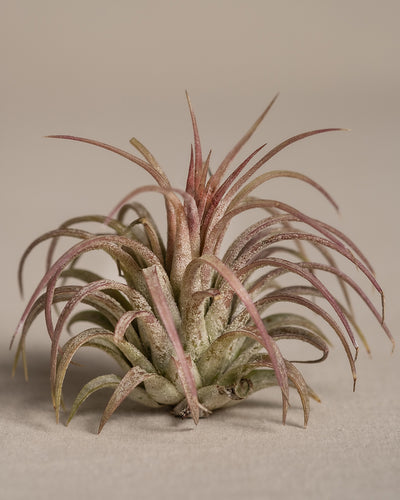 Nahaufnahme einer Luftpflanze, Tillandsia ionantha rubra, vor einem neutralen Hintergrund. Die Pflanze hat dünne, stachelige Blätter, die an der Basis grün sind und zu den Spitzen hin allmählich einen rötlich-rosa Farbton annehmen.