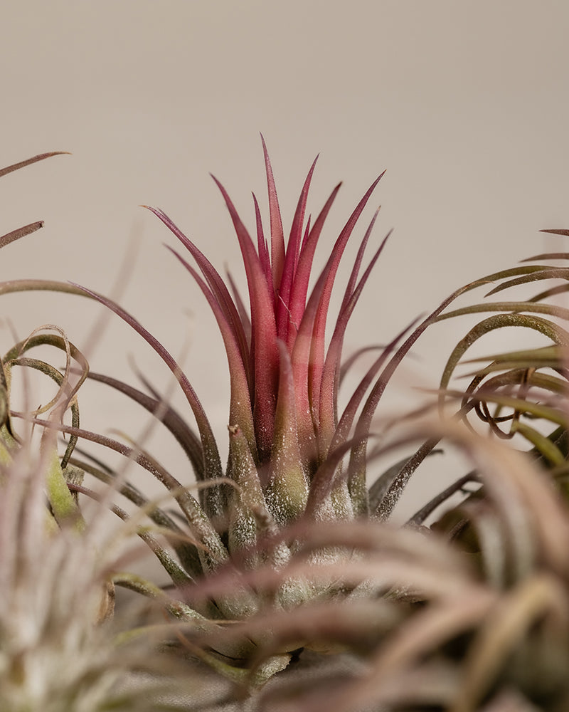 Nahaufnahme einer rosa Luftpflanze mit leuchtend rosa und grünen Blättern. Die stacheligen Blätter strahlen von einem markanten Mittelpunkt aus nach außen. Der Hintergrund ist verschwommen, wodurch die komplizierten Details und Farben dieser wunderschönen Tillandsia ionantha hervorgehoben werden.