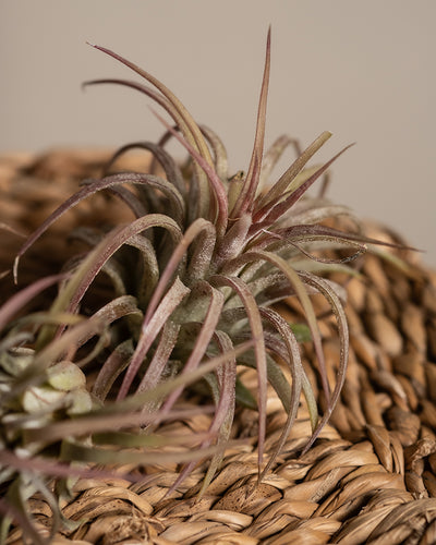 Nahaufnahme der Luftpflanze Pink, die eine Tillandsia ionantha rubra mit dünnen, stacheligen Blättern zeigt, deren Farbe von grün an der Basis zu rötlich-rosa an den Spitzen übergeht. Die Pflanze wird elegant auf einer geflochtenen Korboberfläche vor einem neutralen beigen Hintergrund präsentiert.