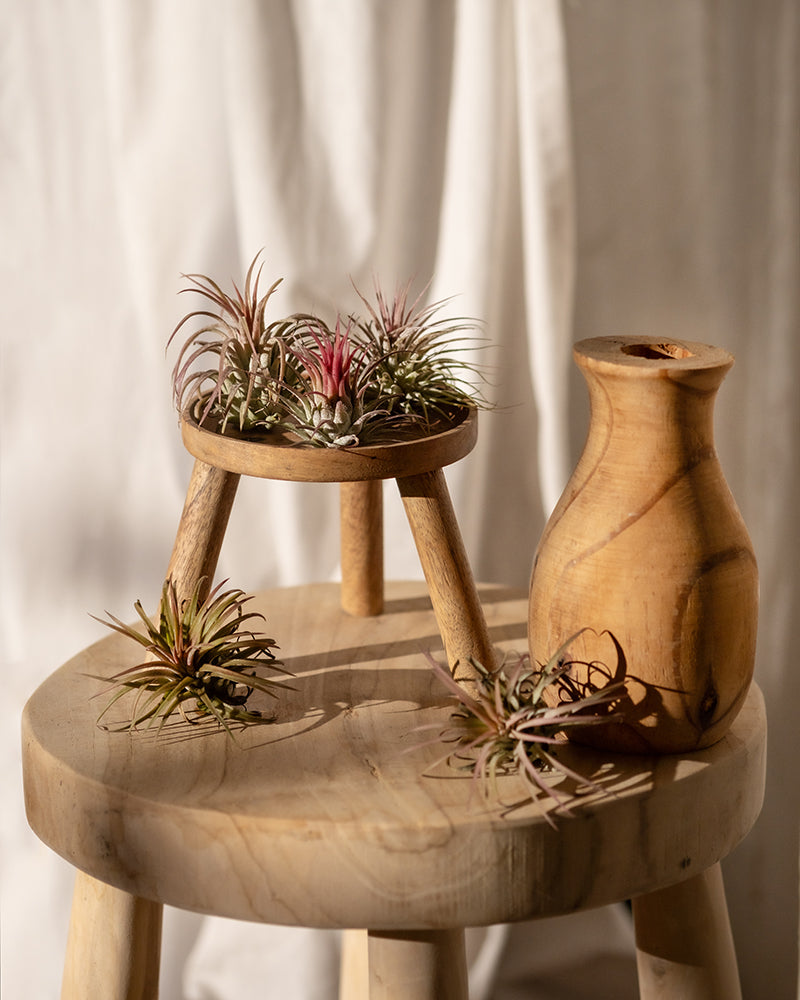 Ein Holzhocker trägt einen Holzständer, auf dem mehrere kleine Luftpflanzen in kräftigen Grün- und Rosatönen stehen, darunter auch Luftpflanzenrosa. Daneben steht auf dem Hocker eine Holzvase mit weiteren kleinen Luftpflanzen, die ein natürliches, minimalistisches Arrangement bilden. Im Hintergrund ist ein Lichtvorhang zu sehen.