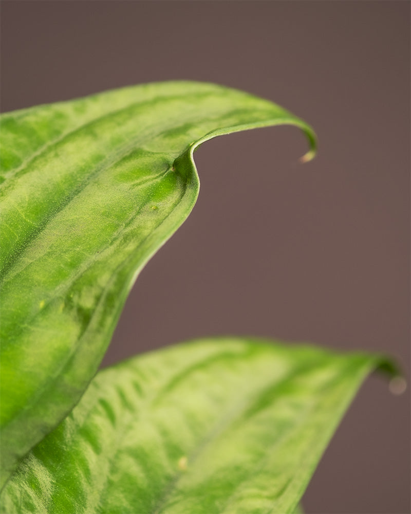 Detailaufnahme von einem Rhaphidophora korthalsii Blatt