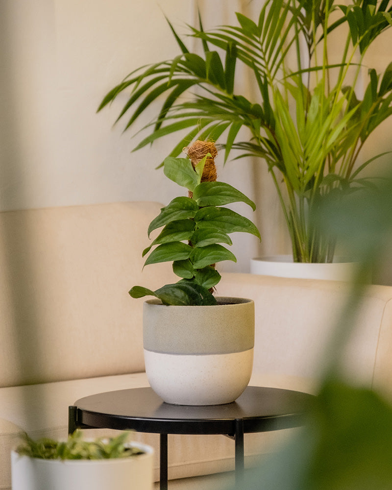 Eine gemütliche Inneneinrichtung mit einer kleinen Topfpflanze mit breiten grünen Blättern auf einem runden, schwarzen Tisch. Im Hintergrund stehen eine große Topfpalme und ein beiges Sofa. Die Umgebung strahlt eine ruhige und entspannende Atmosphäre mit sanftem Tageslicht aus, ergänzt durch das handgefertigte Keramik-Topfset „Variado“ (2 × 18, 2 × 14) für die Zimmerpflanzen.