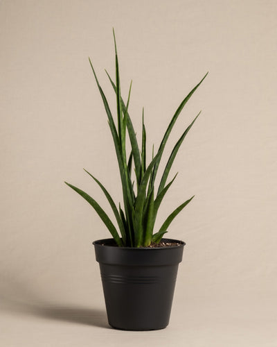 Sansevieria 'Friends' ohne Übertopf