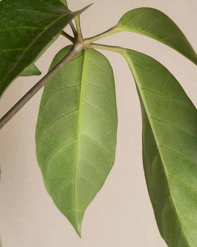 Nahaufnahme von zwei großen grünen Blättern am Stängel einer Schefflera amate-Pflanze. Die Blätter weisen ausgeprägte Adern und eine glatte Textur auf, sind hellgrün und haben einen zentralen Stängel, der durch die Mitte verläuft. Der Hintergrund ist in einem neutralen Beige gehalten.