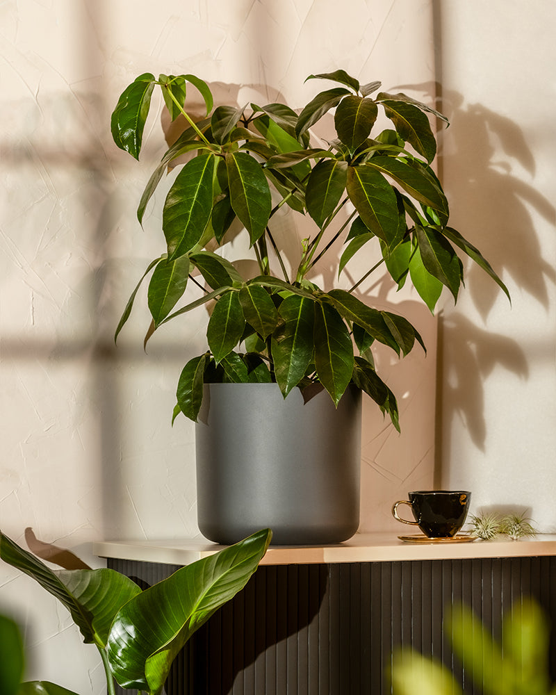 Eine üppig grüne Schefflera amate mit großen, glänzenden Blättern steht in einem modernen grauen Blumentopf auf einem hellen Tisch. Sonnenlicht fällt durch ein nahes Fenster und wirft Schatten auf die strukturierte cremefarbene Wand. Auf dem Tisch neben der Pflanze steht eine kleine schwarze Teetasse.