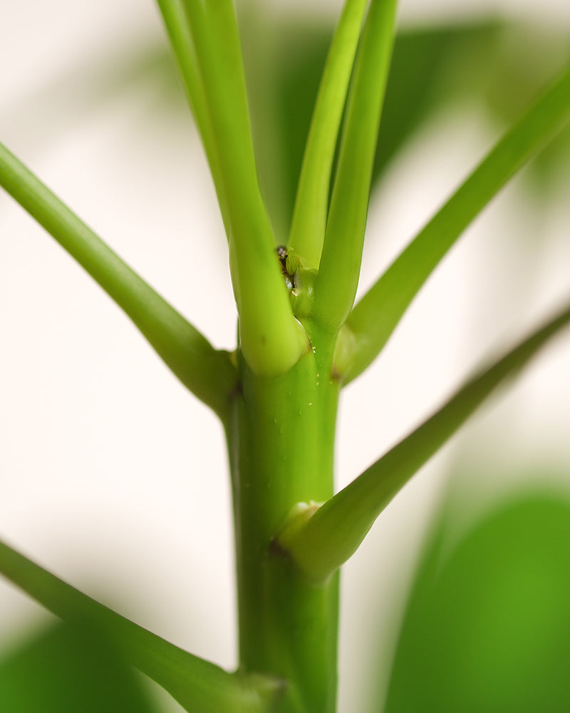 Detailaufnahme Stiel einer Schefflera