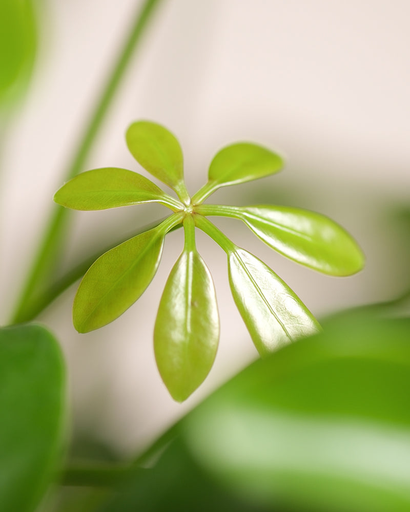 Detailaufnahme Blatt einer Schefflera