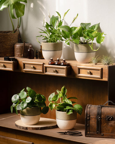 Ein Holzschreibtisch ist mit Topfpflanzen geschmückt, darunter Friedenslilien (Einblatt), Pothos (Efeutute) und Pilea (Ufopflanze). Auf dem Schreibtisch stehen kleine Flaschen und ein Korb, und rechts steht ein Vintage-Koffer. Ein schnellwachsendes Pflanzen-Set und Sonnenlicht verstärken das gemütliche, natürliche Ambiente.