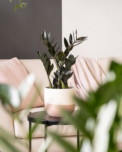 Eine üppige Zimmerpflanze mit dunkelgrünen Blättern steht auf einem kleinen schwarzen Beistelltisch in einem gemütlichen Wohnzimmer. Das Keramik-Topfset „Variado“ (2x 22, 18, 16) ergänzt das beige Sofa mit hellrosa Kissen und die moderne, minimalistische Wandgestaltung in Grau- und Weißtönen.