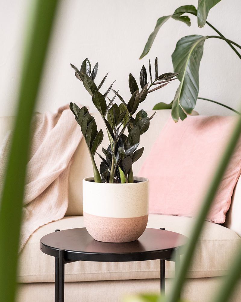 Eine üppige grüne Topfpflanze steht im Keramik-Topfset „Variado“ (2 × 18, 2 × 14) auf einem kleinen schwarzen Tisch vor einem cremefarbenen Sofa, das mit einem rosa Kissen und einer hellrosa Decke geschmückt ist. Große grüne Blätter stehen im Vordergrund und verleihen der gemütlichen Inneneinrichtung einen Hauch von Natur.