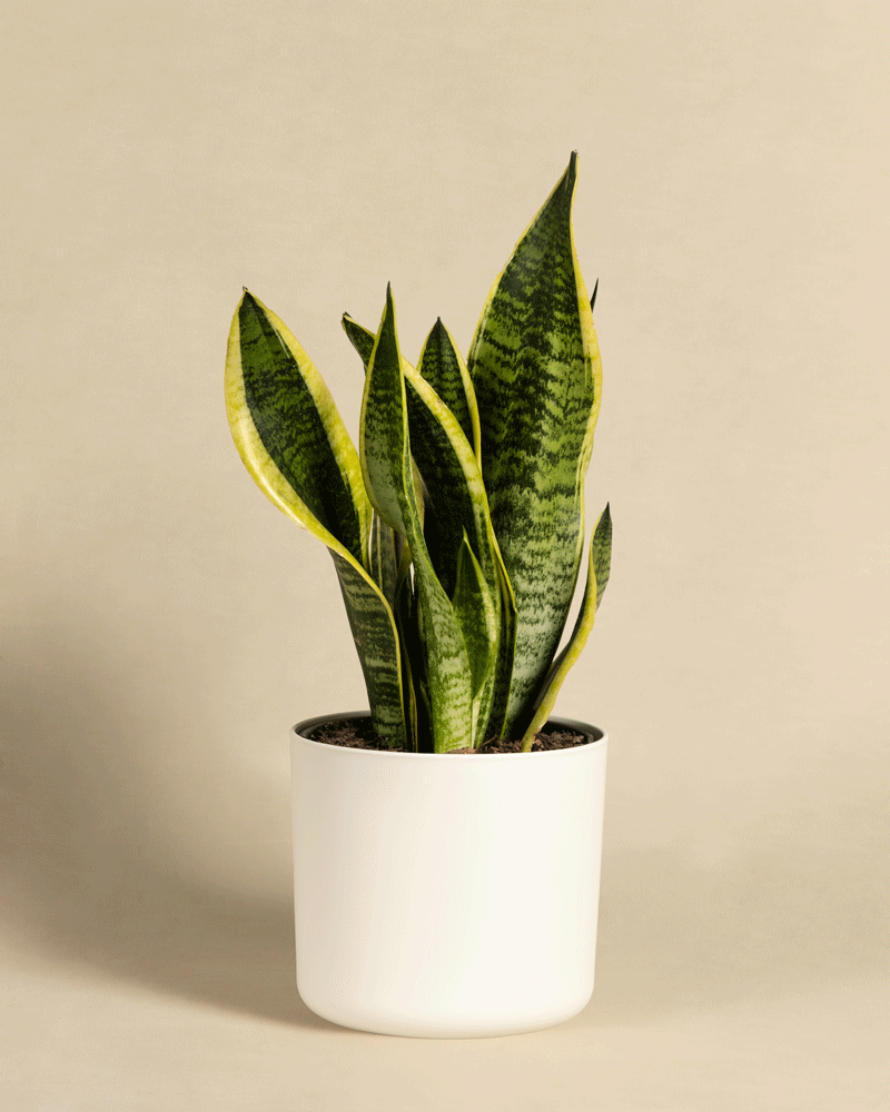 Eine große Schwiegermutterzunge mit dunkelgrünen Blättern mit hellgelben Rändern steht in einem minimalistischen weißen Topf. Der Hintergrund hat eine glatte, neutrale Farbe, die das leuchtende Laub der Pflanze hervorhebt.